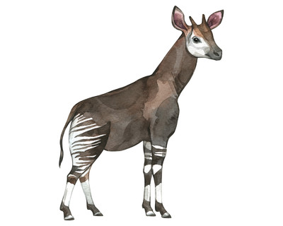 Okapi Aufkleber