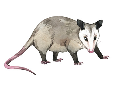 Opossum Aufkleber