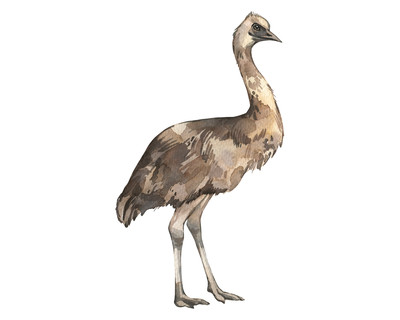 Großer Emu Aufkleber