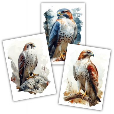 Kunstdruck mit dem Motiv Vogel Set mit Raubvögeln Falke Sperber Bussard