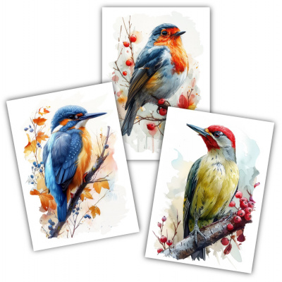 Kunstdruck mit dem Motiv Vogel Set mit Eisvogel Rotkehlchen Grünspecht