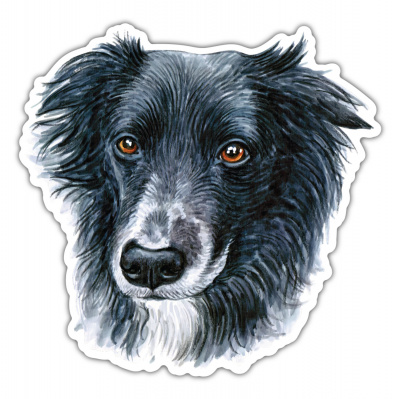 Border Collie Aufkleber Bunt