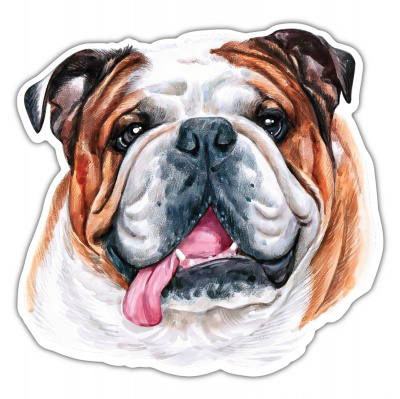 Englische Bulldogge Aufkleber Bunt