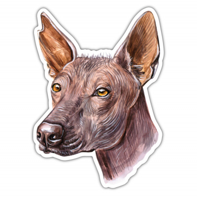 Xoloitzcuintle Xolo Aufkleber Bunt